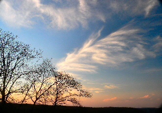 Cirrus vertebratus